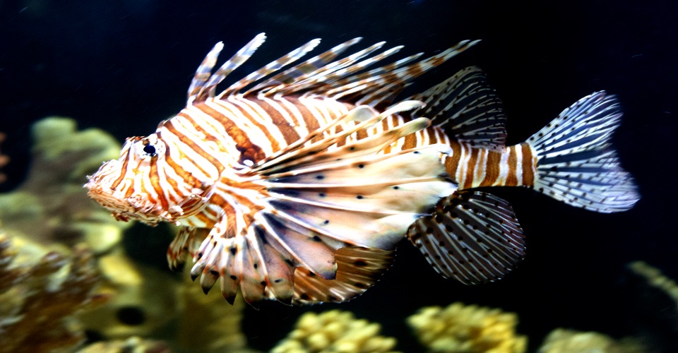 aquarium-lion-fish